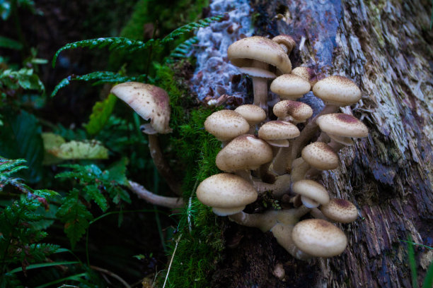 森林中的小蘑菇图片下载