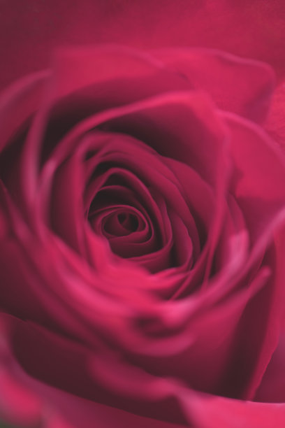 情人节的玫瑰图片下载