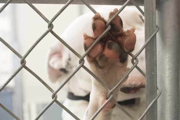 收容所狗爪上的铁链栅栏素材图片