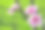 樱花素材图片
