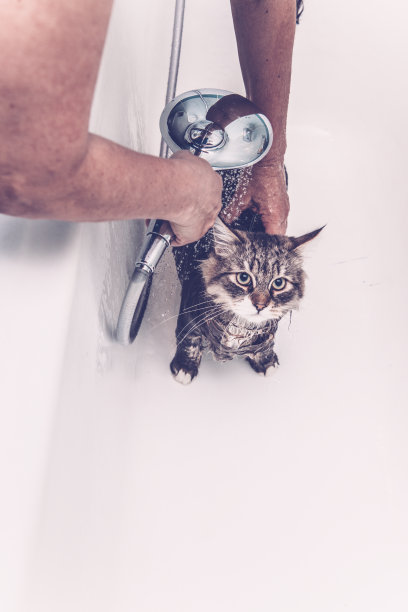 西伯利亚森林猫正在洗澡图片下载