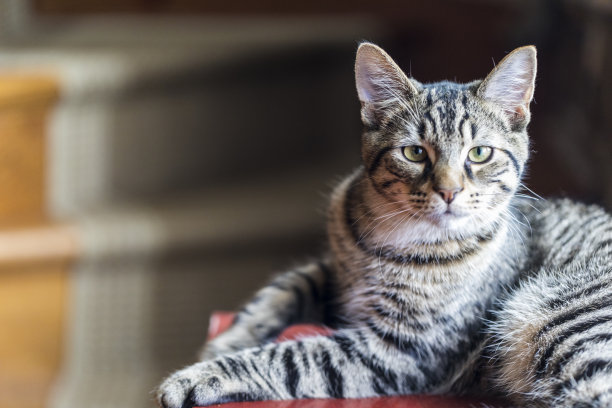 猫图片素材ID：152324062