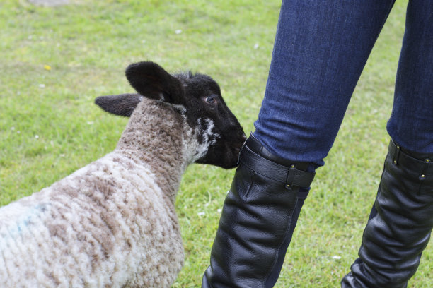 骡羊在啃皮靴上的皮带图片下载