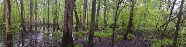 惠顿穿越柏树沼泽图片下载