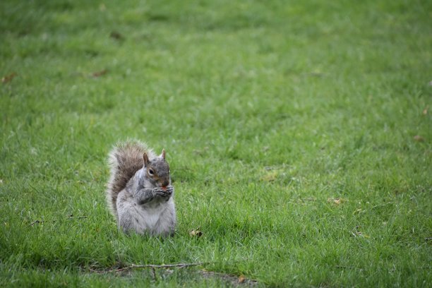 中央公园草地上的松鼠图片下载