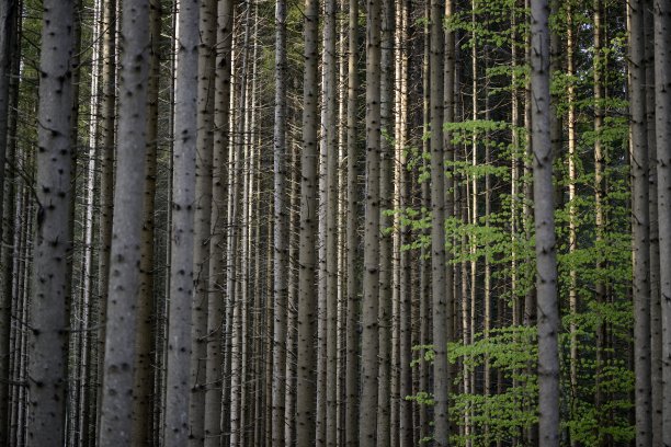 春天的冷杉林图片下载