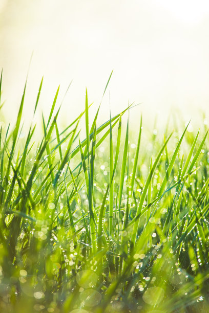 草地的背景图片下载