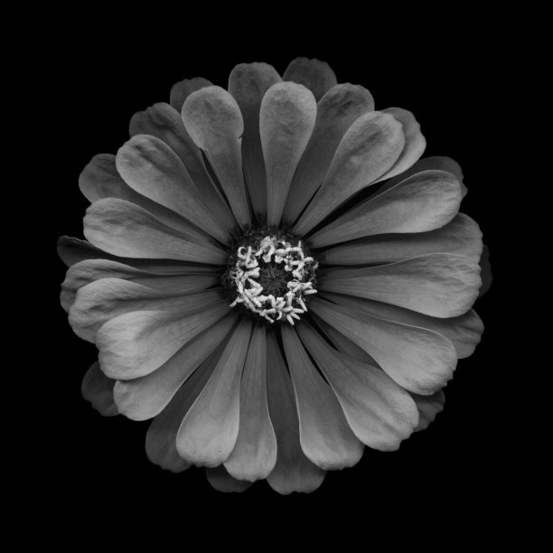 黑白百日草孤立在黑色上图片下载