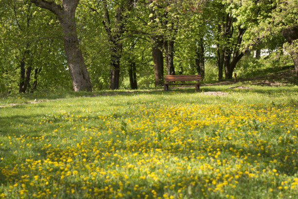 春天的公园图片下载