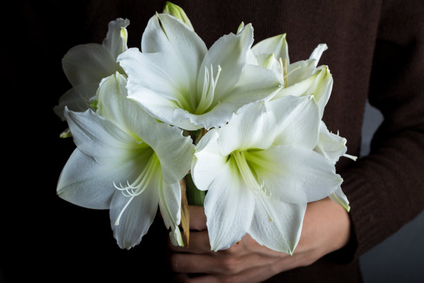 百合花图片素材ID：152352568