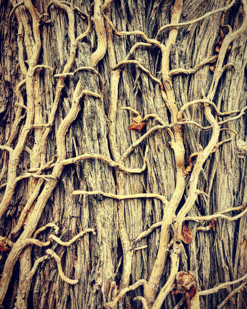 枯死的藤蔓图片下载