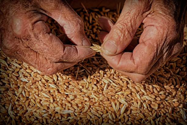 老人手摘小麦。图片下载