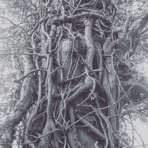 黑色和白色的藤蔓在树上图片下载