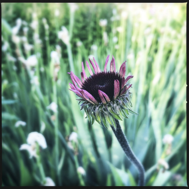 新兴松果菊紫锥菊图片下载