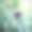 新兴松果菊紫锥菊图片下载