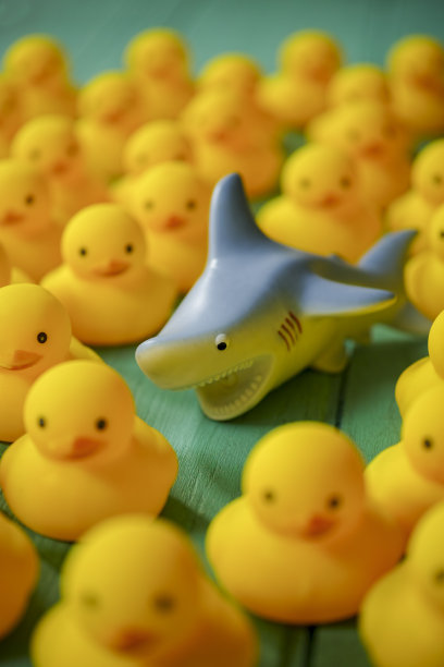 在一张旧的绿松石木桌上，放着许多黄色的橡皮鸭子，鸭子中间有一条凶猛的橡皮鲨鱼。图片下载