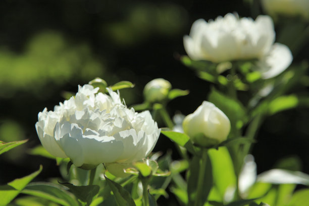 白牡丹开花图片下载