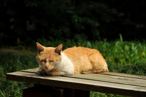 俯卧在椅子上图片下载