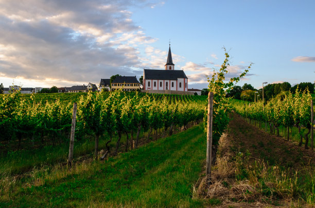 在Hochheim葡萄园图片下载