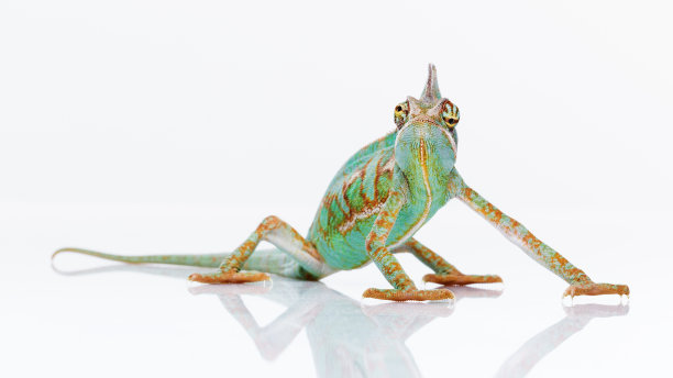 可爱的变色龙在白色的背景素材图片
