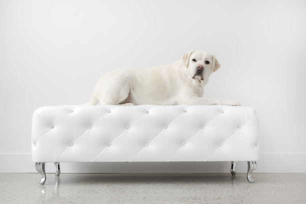 白色沙发上的白色狗图片下载
