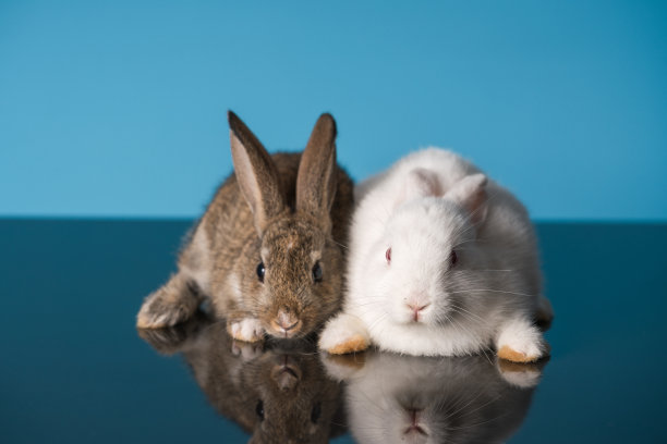 可爱的兔子图片素材ID：152387296