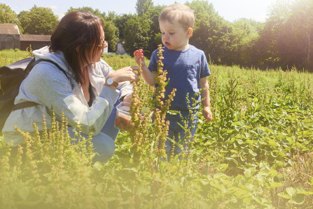 草莓采摘乐趣图片下载