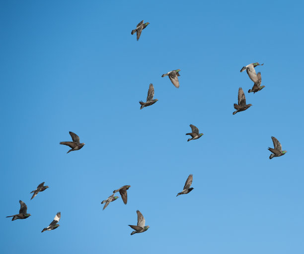 鸟群的特写图片下载
