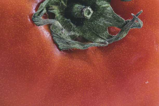 一个红色的成熟的番茄在绿色的藤蔓上的近距离微距图像图片下载