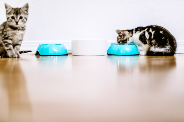 可爱的小猫吃东西素材图片