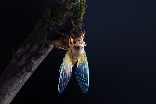 蝉羽化，金身绿翅素材图片