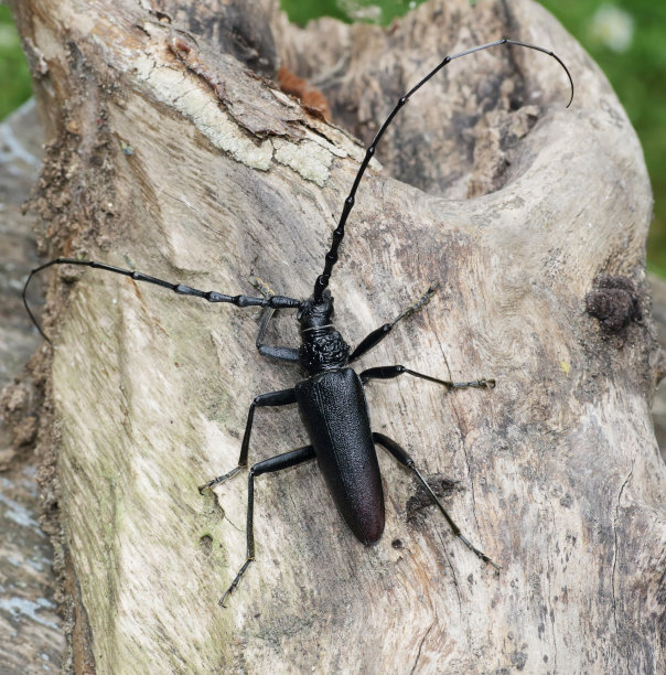 雄性大天牛图片下载
