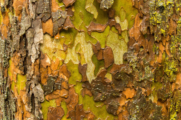 树干的特写图片下载