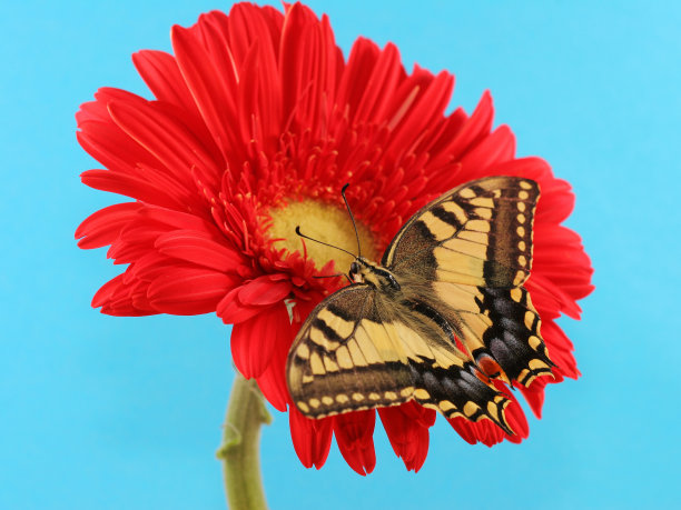 燕尾蝶和非洲菊图片下载