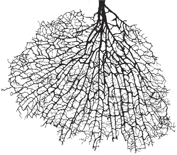 树的根图片下载