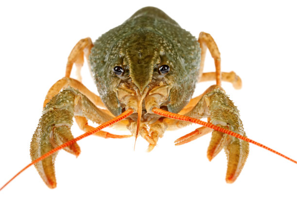 孤立的小龙虾在白色背景图片下载