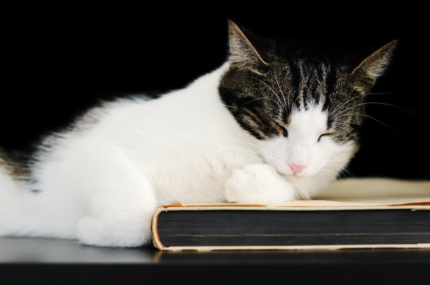 睡觉的可爱的猫图片下载