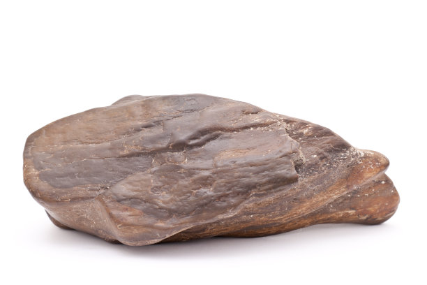 白色背景上的木化石图片下载