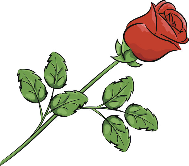 单一的玫瑰图片下载