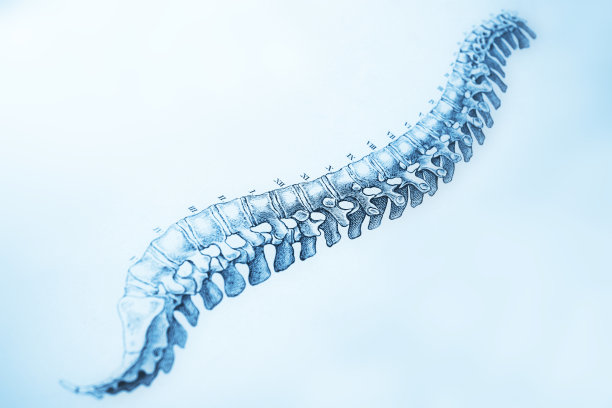 人类的脊椎图片下载