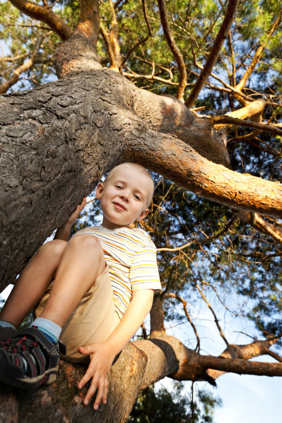 松树上的小男孩图片下载