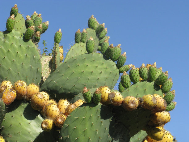 仙人掌多刺的梨金枪鱼水果图片下载