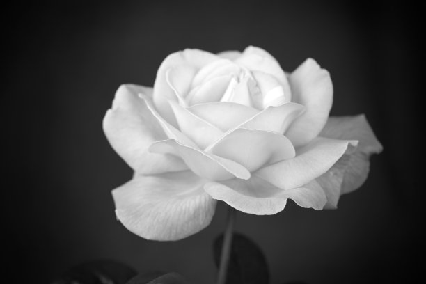 美丽的玫瑰图片下载