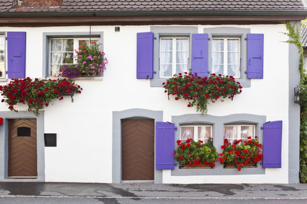 紫色的百叶窗，红色的天竺葵，乡村的房子，窗户图片下载