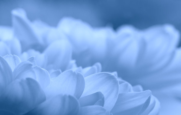 白色的花瓣图片下载