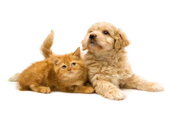 两个好朋友图片下载