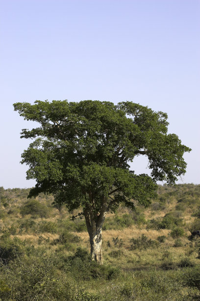 非洲无花果树图片下载