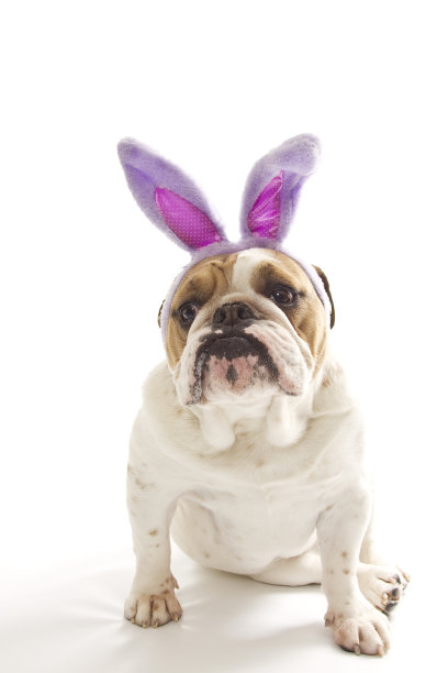 复活节斗牛犬图片下载