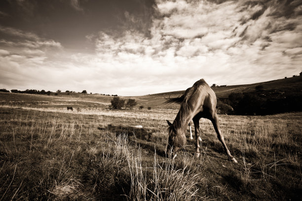 吃草的马图片下载