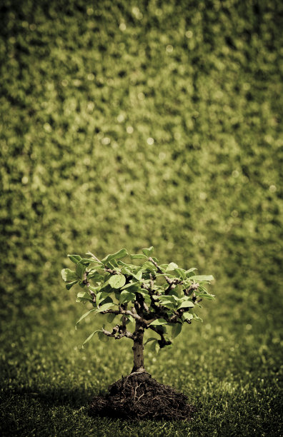 盆景上的绿色背景图片下载